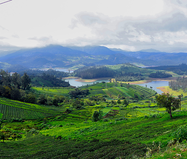 Kerala - Munnar