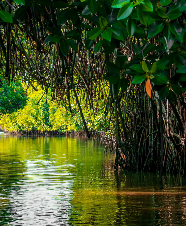 Pichavaram - Chennai to Chidambaram One Day Trip & Package