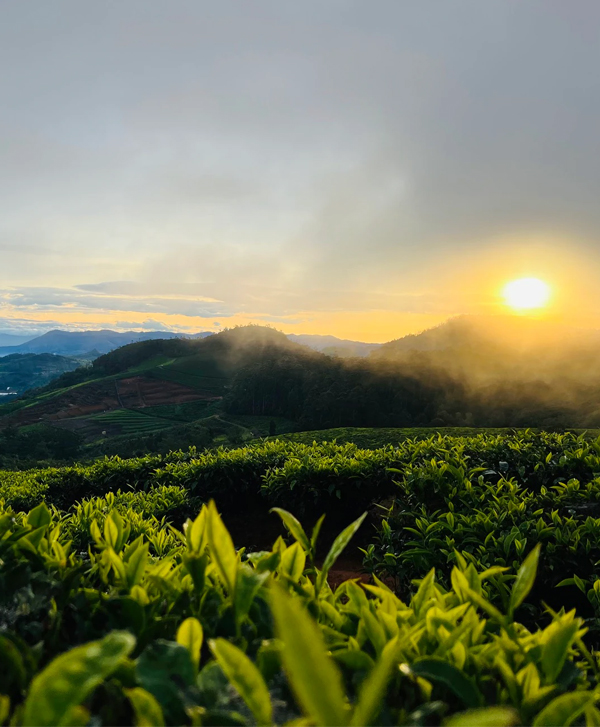 Chennai to Ooty One Day Package Doddabetta Peak