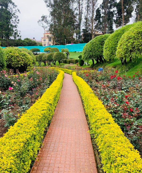 Chennai to Ooty One Day Package Ooty Rose Garden