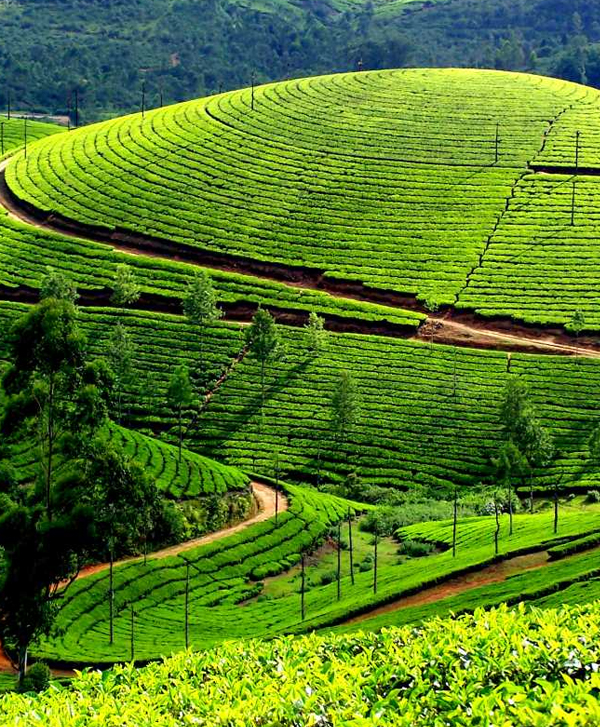 Munnar - Chennai to Kerala One Day Package